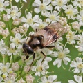 Cheilosia illustrata female hoverfly